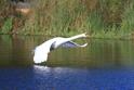 IMG_7716 Mute Swan